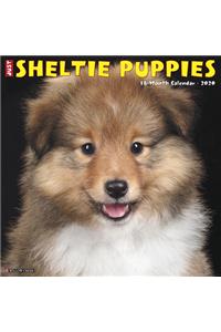 Just Sheltie Puppies 2020 Wall Calendar (Dog Breed Calendar)