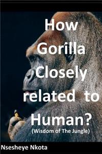 How Gorilla Closely related to Human?