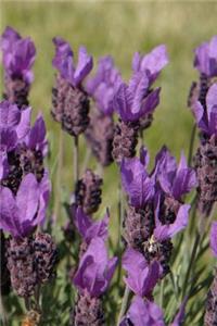 2019 Weekly Planner Flowers Pretty Lavender 134 Pages
