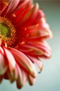 Gerbera Daisy Up Close