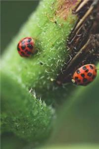 Ladybug Journal