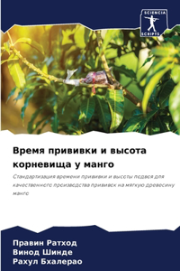 Время прививки и высота корневища у манго
