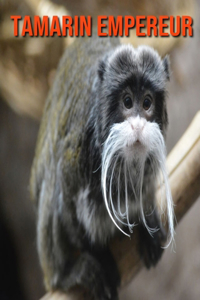Tamarin Empereur