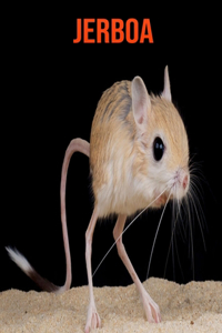 Jerboa: Amazing Facts about Jerboa