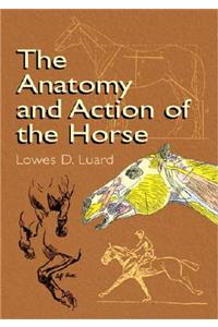 The Anatomy and Action of the Horse