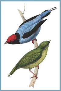 Notebook Long Tailed Manakin