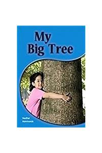 My Big Tree My Big Tree