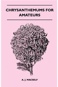 Chrysanthemums For Amateurs