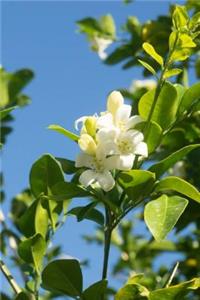 Florida State Flower - Orange Blossom Journal