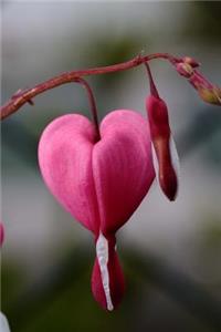 Pink Heart Shaped Flower Journal