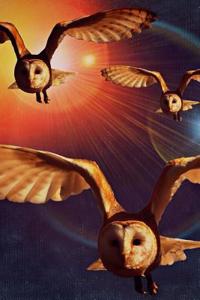 3 Owls in Flight