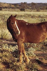 2020 Daily Planner Horse Photo Equine Horse Pasture 388 Pages