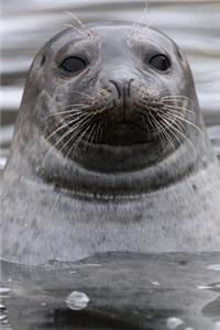 Gray Seal in a Gray Sea Journal