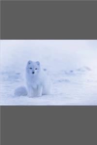 White Fox