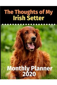 The Thoughts of My Irish Setter