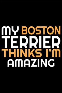 My Boston Terrier Thinks Amazing