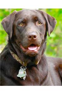 School Composition Book Dogs Puppies Retrievers Chocolate Lab Front 130 Pages