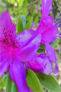 2019 Weekly Planner Springtime Purple Floral Beauty 134 Pages
