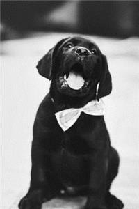 Cute Black Labrador Puppy with Bowtie