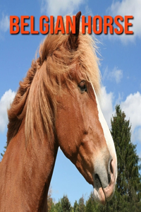 Belgian Horse