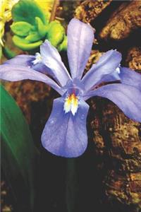 Wild Iris Pretty Blank Lined Journal for daily thoughts notebook Lovely Lake Arrowhead Photograph