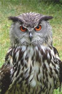 Say Hello to the Eurasian Eagle Owl Journal