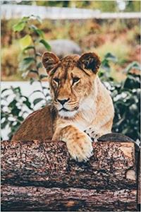 Proud Lioness