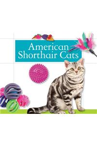 American Shorthair Cats