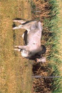 Zebu Cow in Brazil Journal