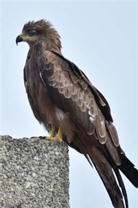Indian Spotted Eagle (Aquila Hastata) Journal