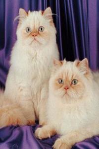 School Composition Book Two White Cats Photo 200 Pages