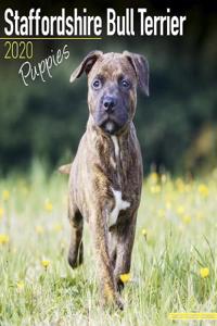 Staffordshire Bull Terrier Puppies Calendar 2020