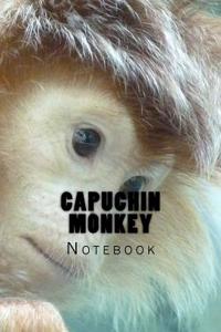 Capuchin Monkey