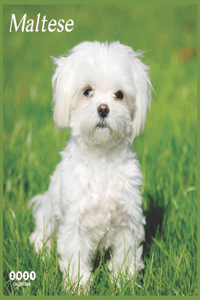 Maltese 2021 Calendar