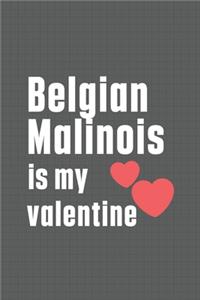 Belgian Malinois is my valentine