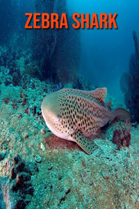 Zebra Shark