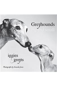 Greyhounds Big and Small