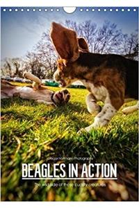 Beagles in Action 2018