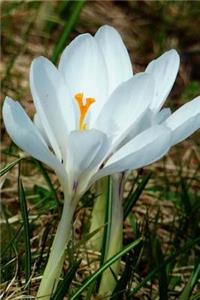 White Crocus Spring Flower Journal