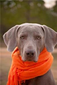 Weimaraner Dog with an Orange Scarf Journal