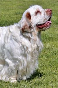 Clumber Spaniel