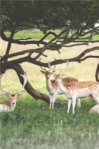 Three Deer By a Tree in a Field Journal