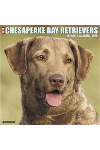 Just Chesapeake Bay Retrievers 2020 Wall Calendar (Dog Breed Calendar)