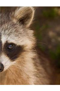 Raccoon Notebook