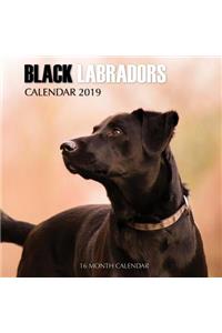 Black Labradors Calendar 2019