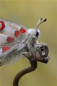 Butterfly Notebook