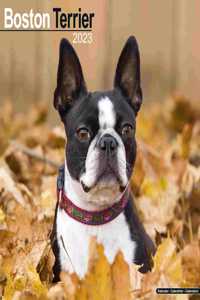Boston Terrier 2023 Wall Calendar