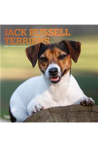 Jack Russell Terriers 2019 Square Foil