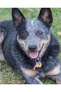 Daily Organizer and Planner