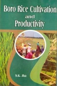 Boro Rice Cultivation and Productivity